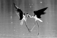 672 - BLACK WINGED STILTS AGAINST BW - MARCHI FRANCO - italy <div